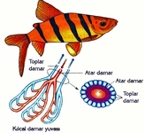 Hayvanlarda Dolaşım Sistemi Özellikleri ve Faydaları Nelerdir?