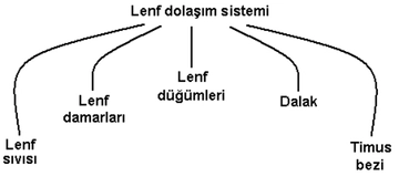 Lenf Dolaşım Sistemi Özellikleri ve Faydaları Nelerdir?