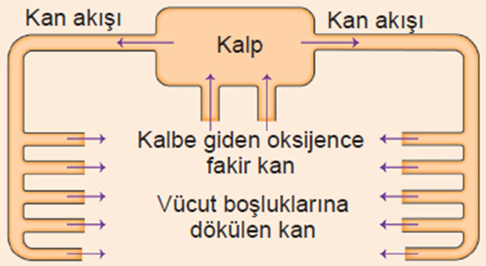 Ak Kan Dolam