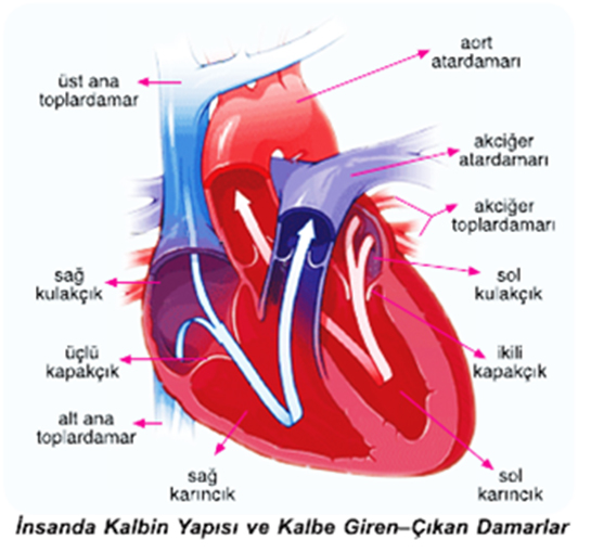 Biyoloji Dolam Sistemi