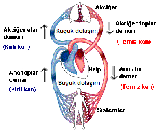 Büyük ve Küçük Kan Dolaşımı Özellikleri ve Faydaları Nelerdir?