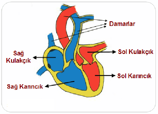 Dolaşım Sistemi Özellikleri ve Faydaları Nelerdir?