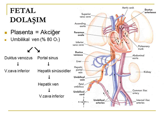 Fetal Dolaşım Özellikleri ve Faydaları Nelerdir?