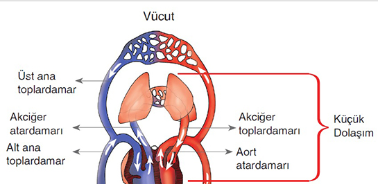 Kan Dolaşımı Türleri ve Özellikleri