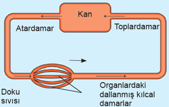 Kapal Dolam