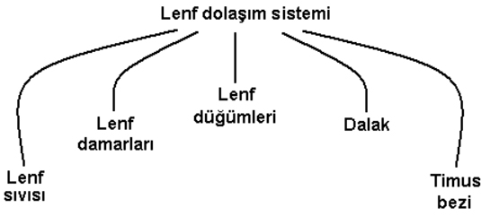 Lenf Dolam Sistemi