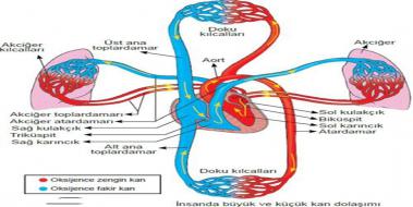 Dolam Sistemi Organlar