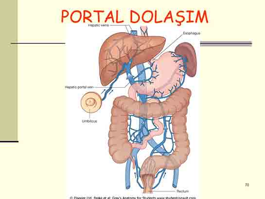 Portal Dolam